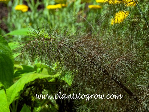 Smokey Bronze Fennel (Foeniculum vulgare Smokey)
I have seen images of this plant where the new foliage will have a coppery-reddish tint.